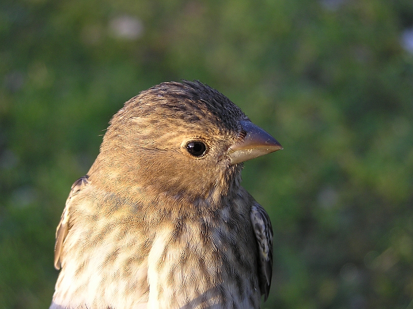 Common Rosefinch, Digrans 20050729